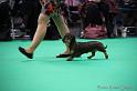 Crufts2011_2 1171